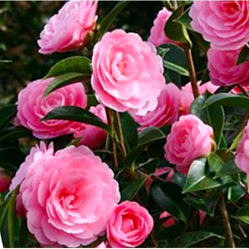 Camellia E.G. Waterhouse x 1 Mid Pink Formal Double Large Flowering japonica x williamsii Shade Cottage Garden Plants Shrubs Courtyard Flowers Patio